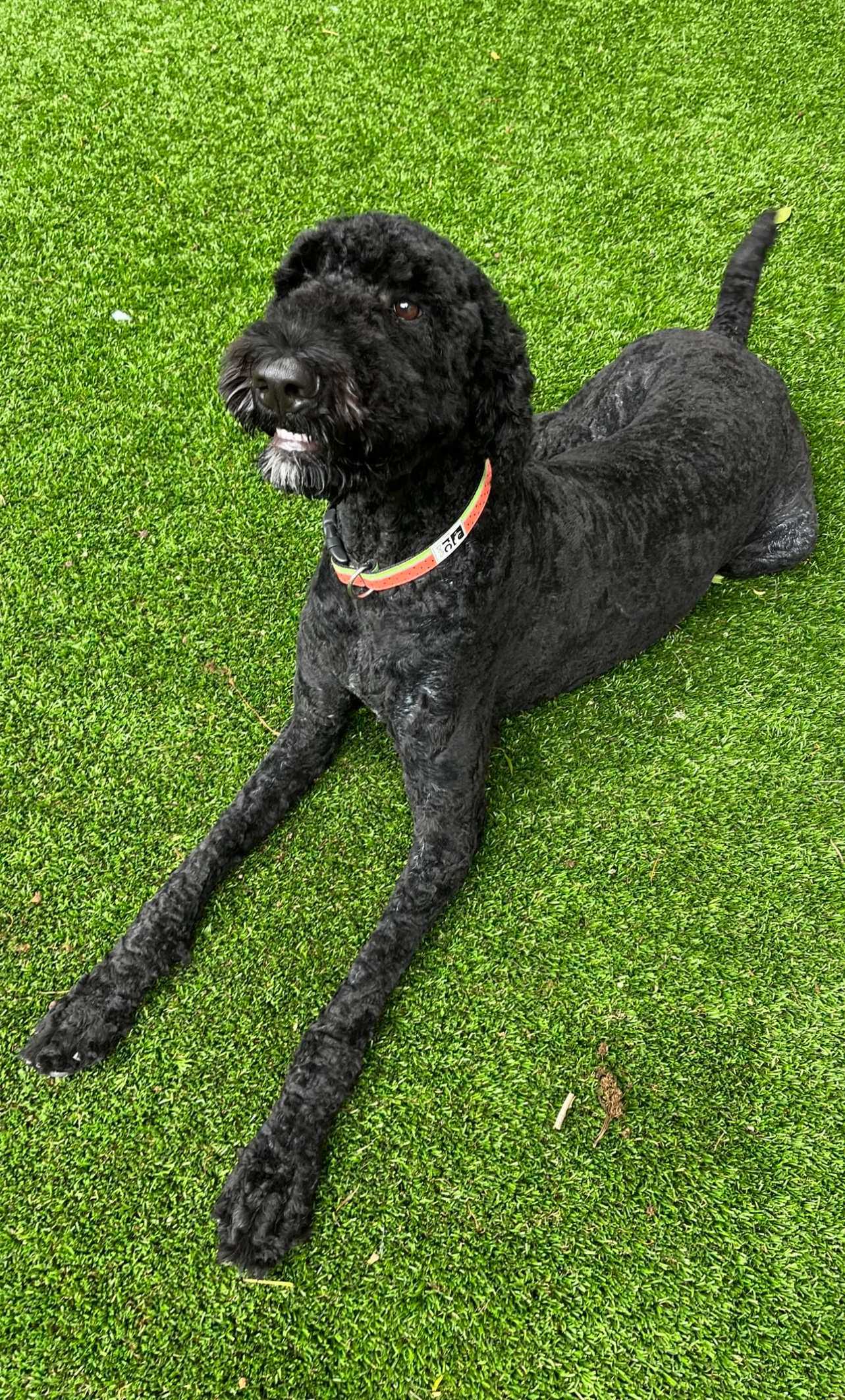 good dog on the grass