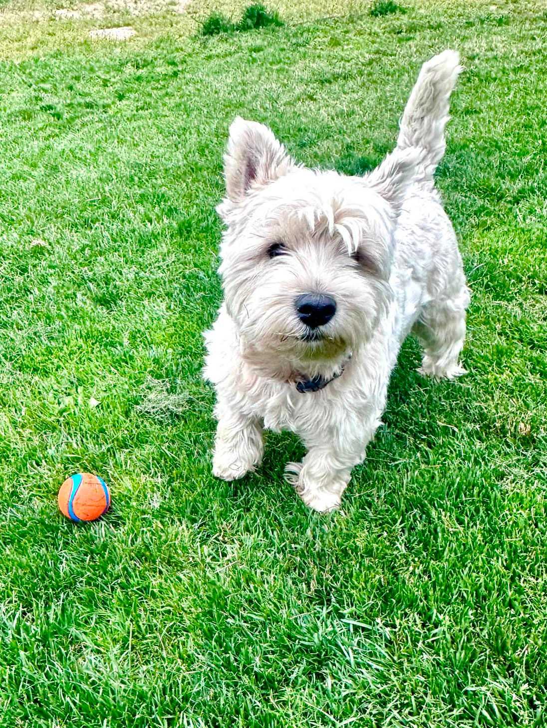 good dog hanging out on the grass