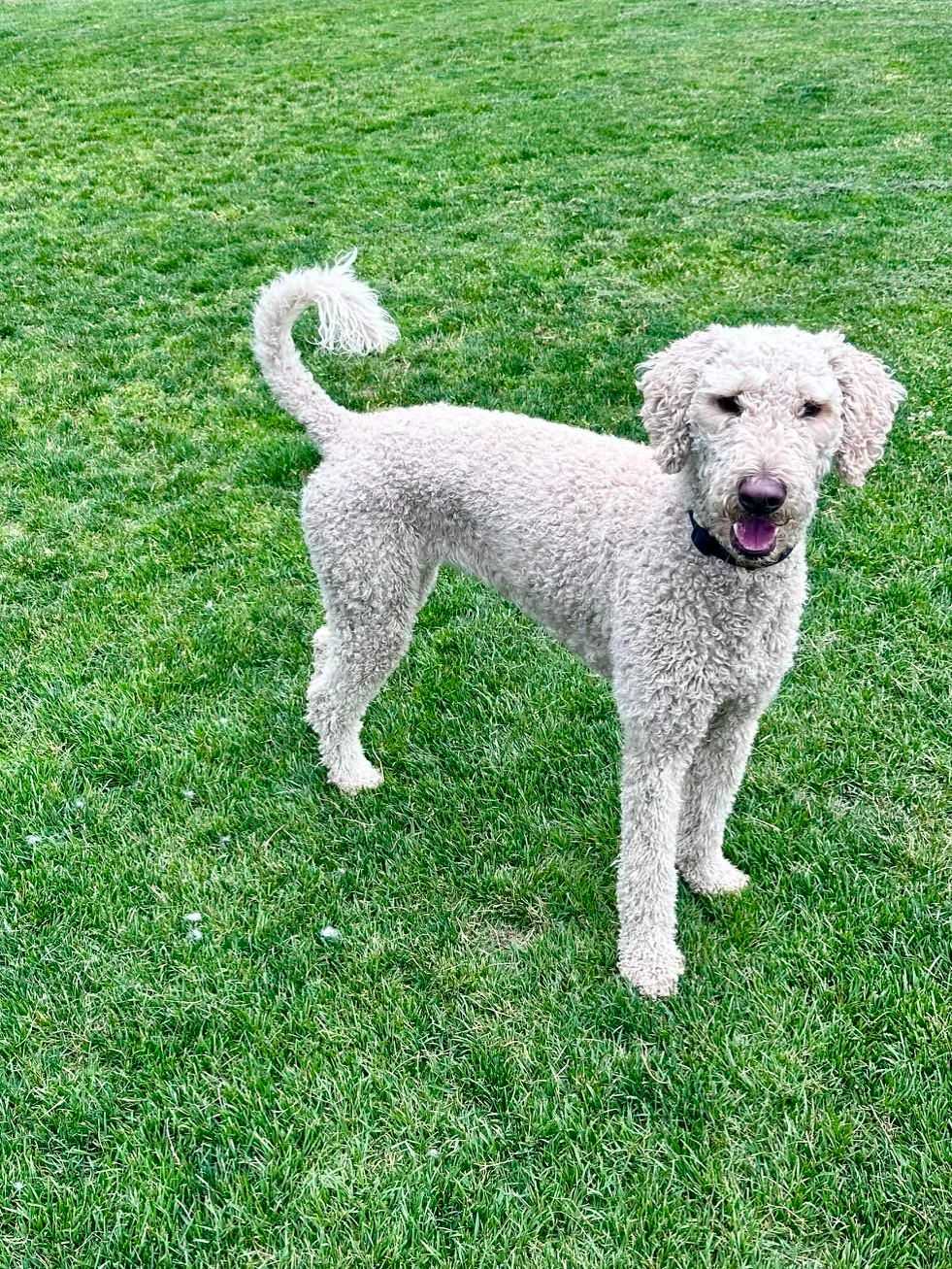 good dog hanging on the grass